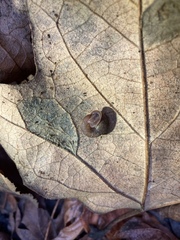 Vespericola armigera