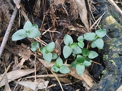 Odontochilus yakushimensis