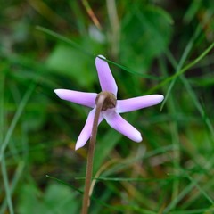 Cyclamen