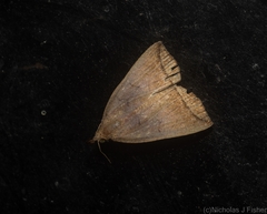 Simplicia armatalis