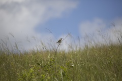 Cisticola natalensis