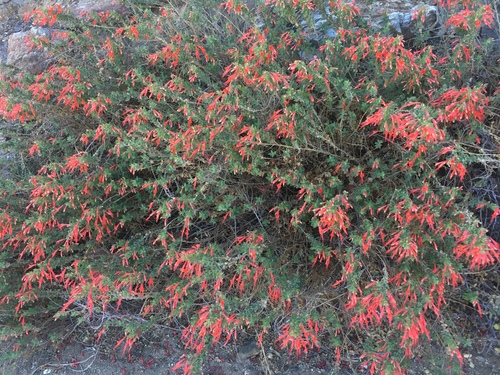 Hummingbird trumpet (Epilobium canum)