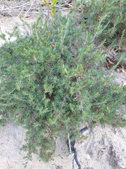 Pultenaea tenuifolia