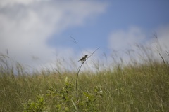 Cisticola natalensis