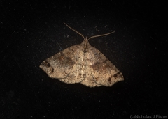 Lithilaria proestans