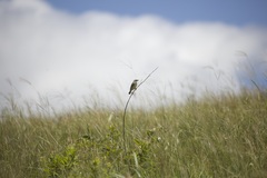 Cisticola natalensis