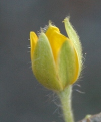 Hypoxis floccosa