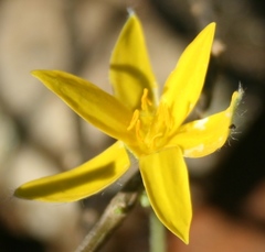 Hypoxis floccosa