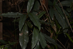 Beilschmiedia elliptica