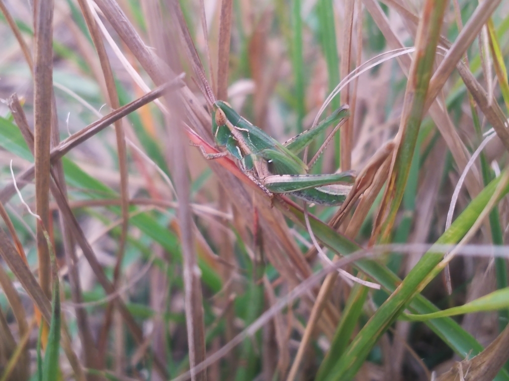 Calephorus ornatus