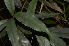 Beilschmiedia elliptica