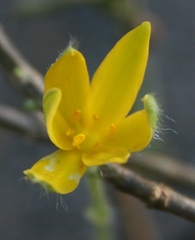 Hypoxis floccosa