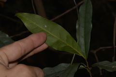Beilschmiedia elliptica