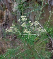 Cassinia laevis