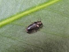 Maoraxia eremita