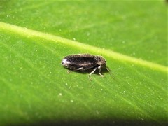 Maoraxia eremita
