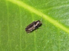 Maoraxia eremita