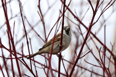 Passer domesticus