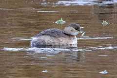 Tachybaptus ruficollis