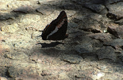 Charaxes saturnus saturnus