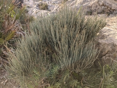 Ephedra fragilis