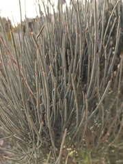 Ephedra fragilis