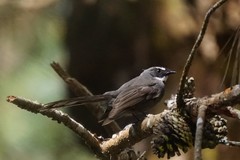 Rhipidura albicollis