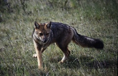 Lycalopex culpaeus magellanicus