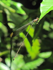 Mecistogaster ornata