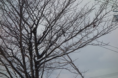 Hypsipetes amaurotis