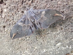 Ischyja ferrifracta