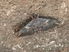 Ischyja ferrifracta