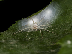 Philodromus longipalpis
