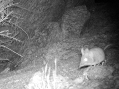 Elephantulus rupestris