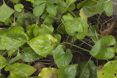 Viola alba dehnhardtii