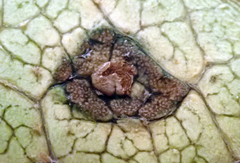 Puccinia embergeriae