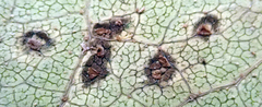 Puccinia embergeriae