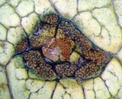 Puccinia embergeriae