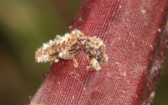 Metademius floccosus