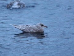 Larus glaucoides