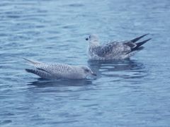 Larus glaucoides
