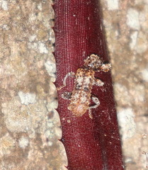 Metademius floccosus