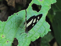Castilia