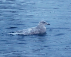 Larus glaucoides