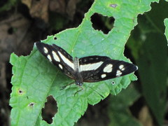Castilia