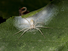 Philodromus longipalpis
