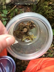 Hydropus marginellus