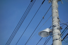 Hypsipetes amaurotis