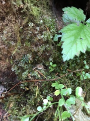 Hydropus marginellus