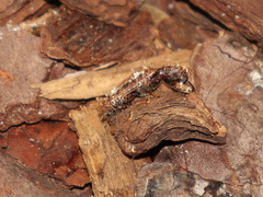 Metademius floccosus